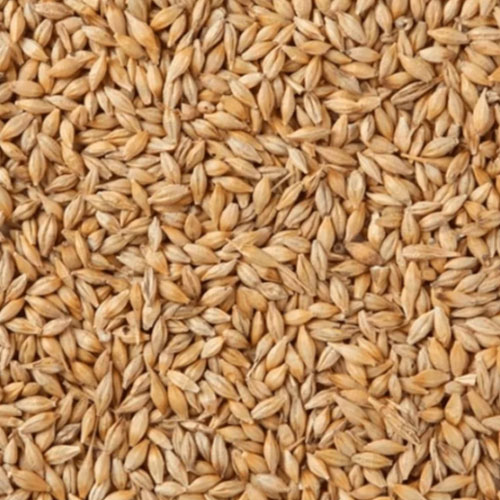 Barley Malt